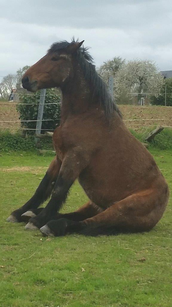 Meet the breed | www.normandycobs.com