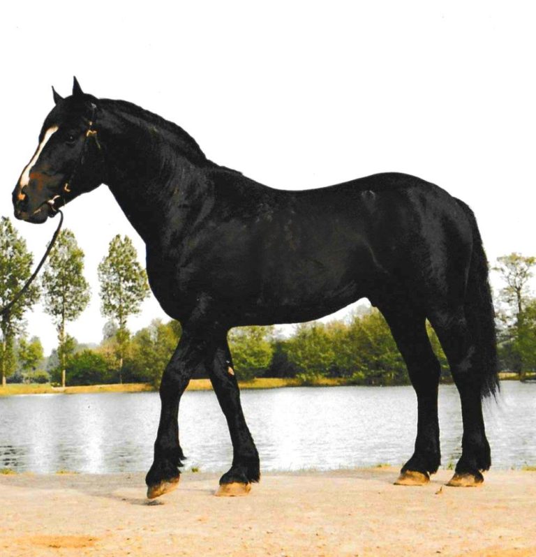 Meet the breed | www.normandycobs.com