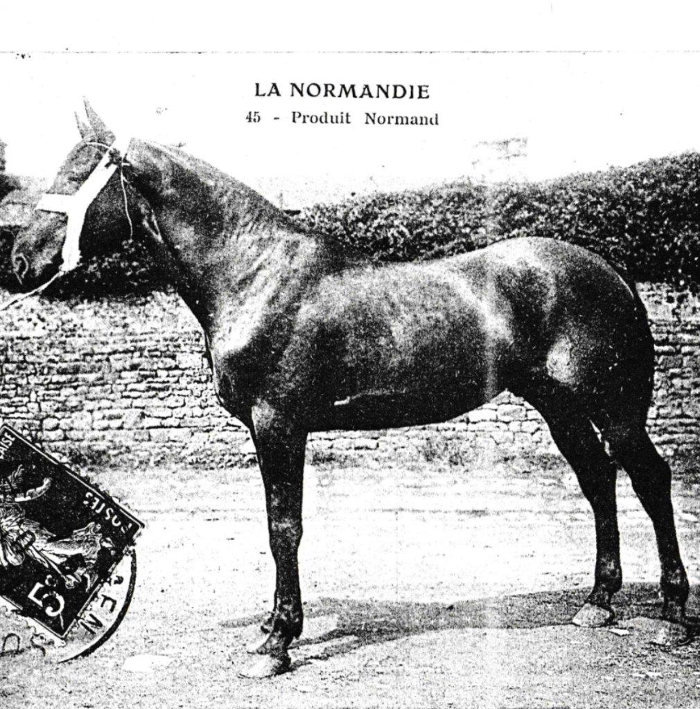 Meet the breed | www.normandycobs.com