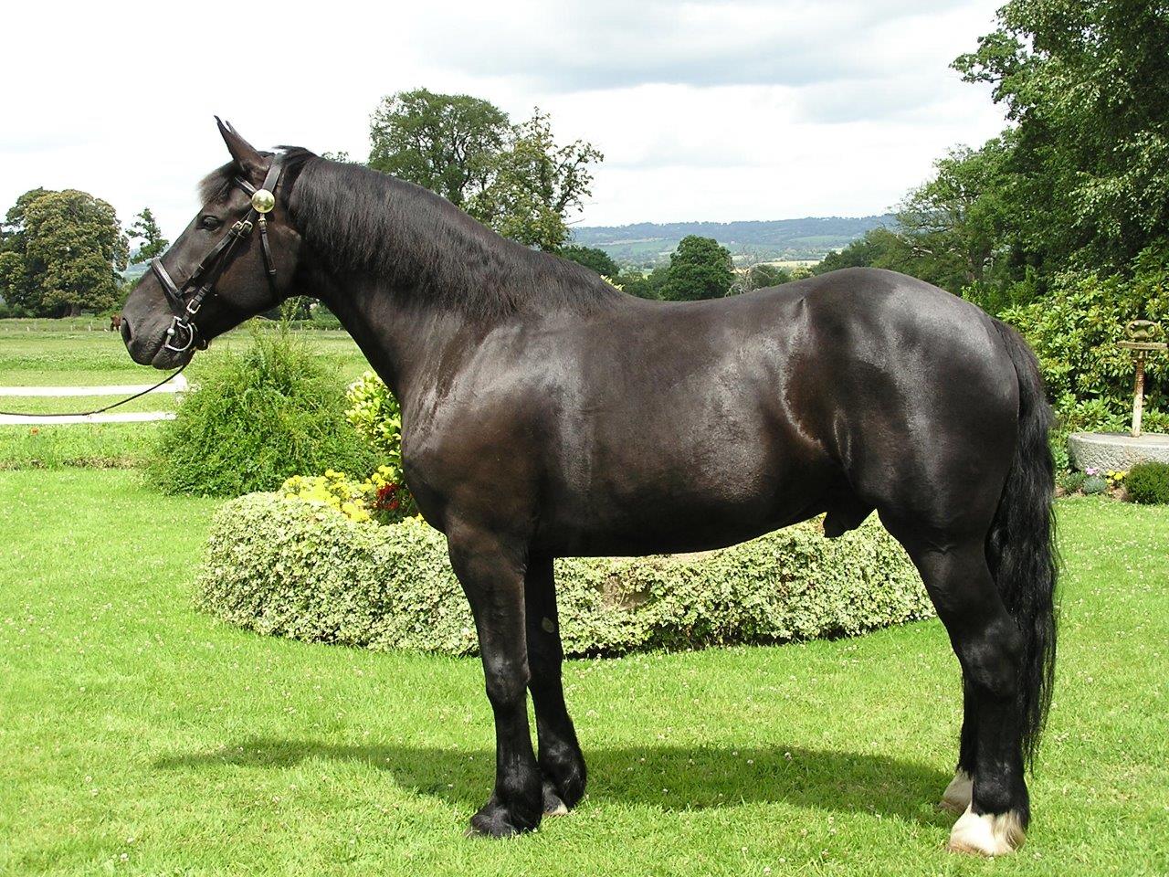 Meet the breed | www.normandycobs.com