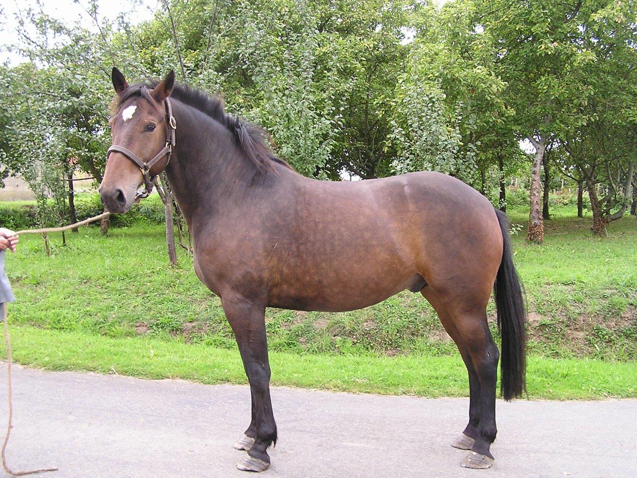 Meet the breed | www.normandycobs.com